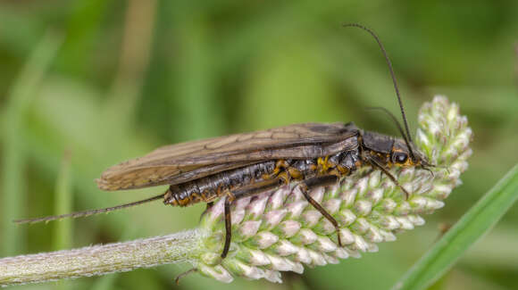 Perlodes microcephalus (Pictet & F. J. 1833) resmi