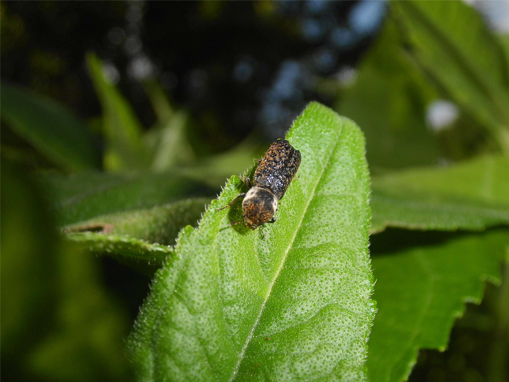 Image of Grape Cane Borer Beetle