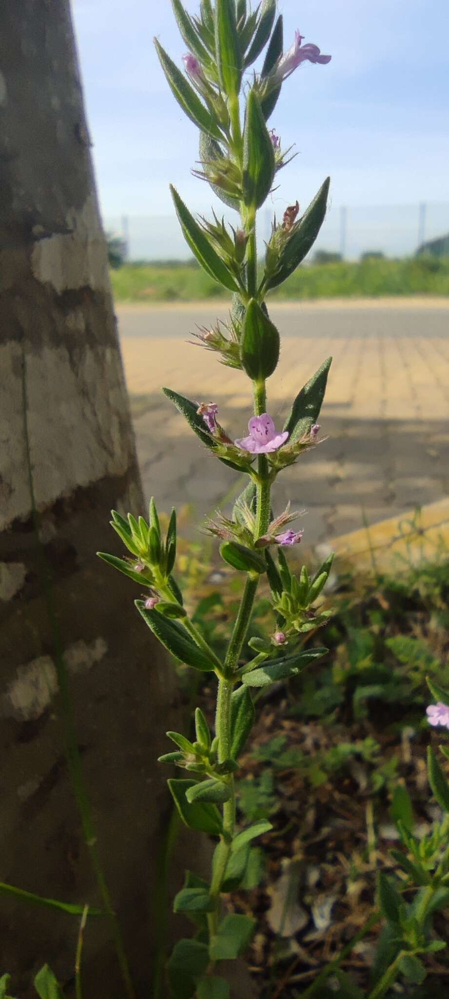 Image of Micromeria graeca (L.) Benth. ex Rchb.