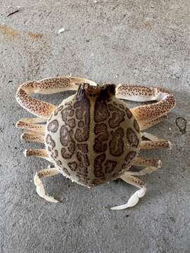 Image of Mottled Purse Crab