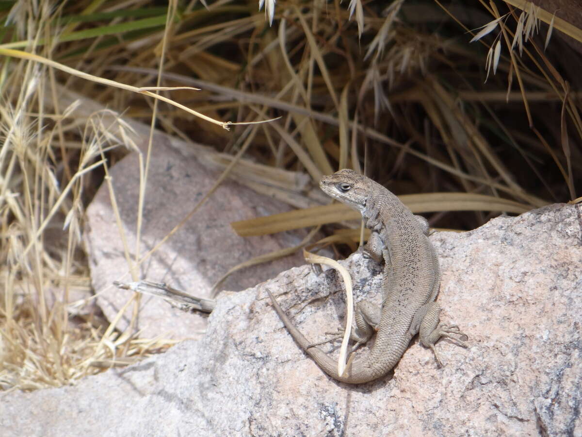 Image of Liolaemus smaug Abdala, Quinteros, Scrocchi & Stazzonelli 2010