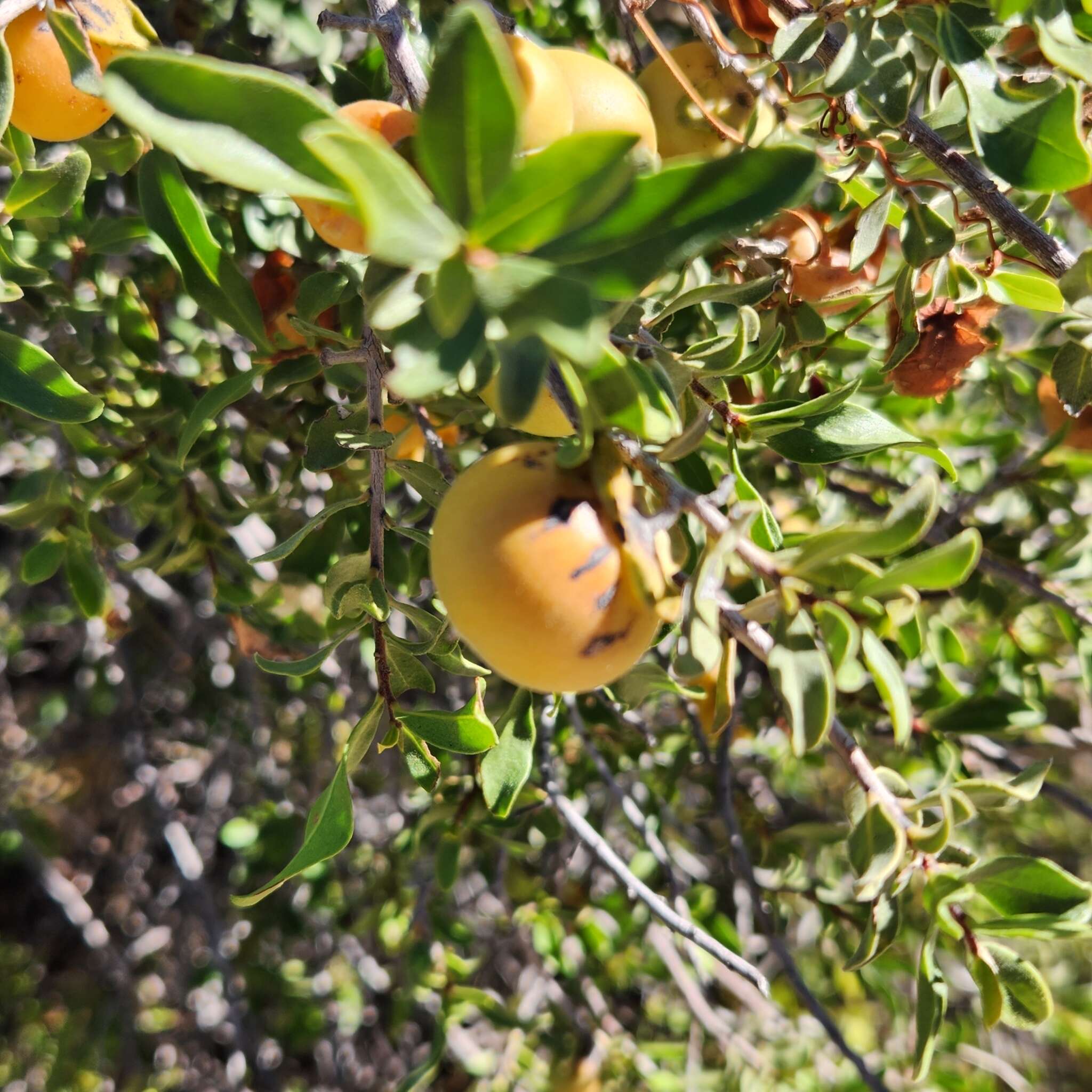 Diospyros intricata (A. Gray) Standl.的圖片