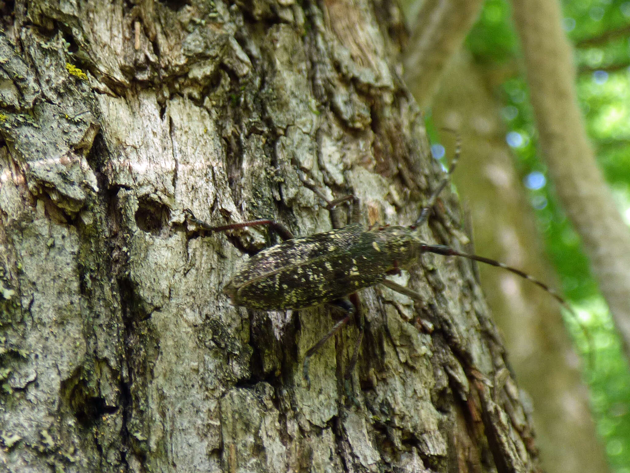 Image of White-spotted Sawyer