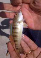 Image of Sand Perch