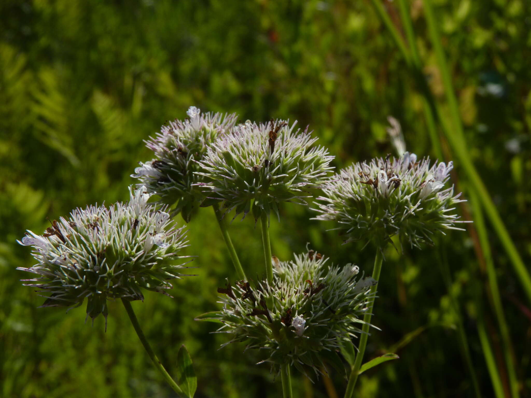 Pycnanthemum flexuosum (Walter) Britton, Sterns & Poggenb. resmi