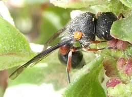 Image de Leptochilus cruentatus (Brullé 1840)