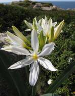 Imagem de Pancratium illyricum L.