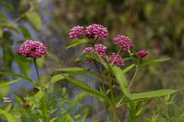 Image of swamp milkweed