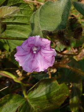 Plancia ëd Argyreia capitiformis (Poir.) van Ooststroom