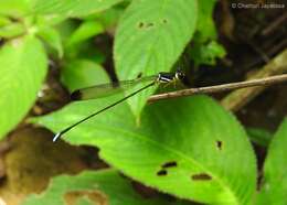 Image of Platysticta serendibica Bedjanic & van Tol 2016