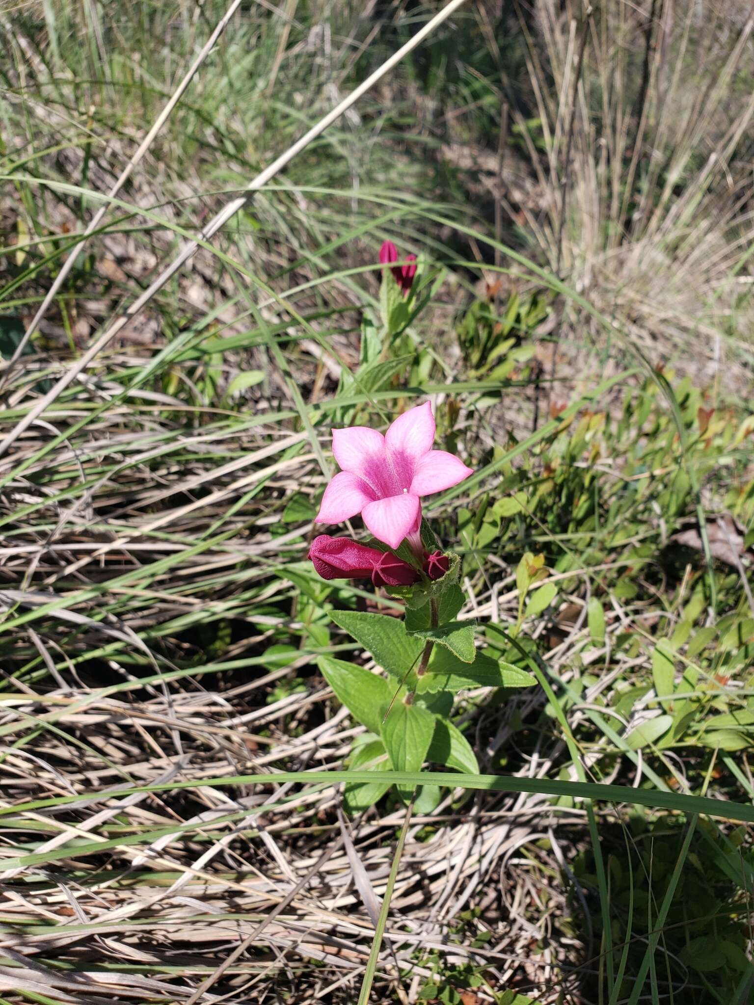 Imagem de Spigelia scabrella Benth.