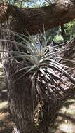 Image of Tillandsia pohliana Mez