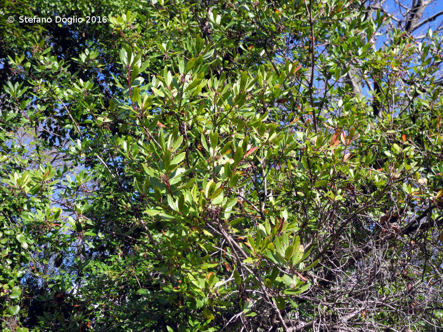 Image of strawberry tree