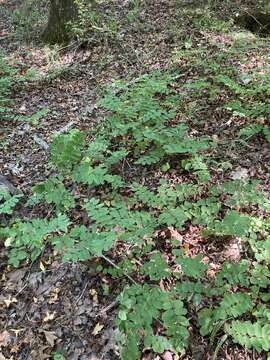 Image of Ouachita False Indigo