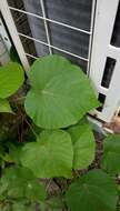 Image of parasol leaf tree