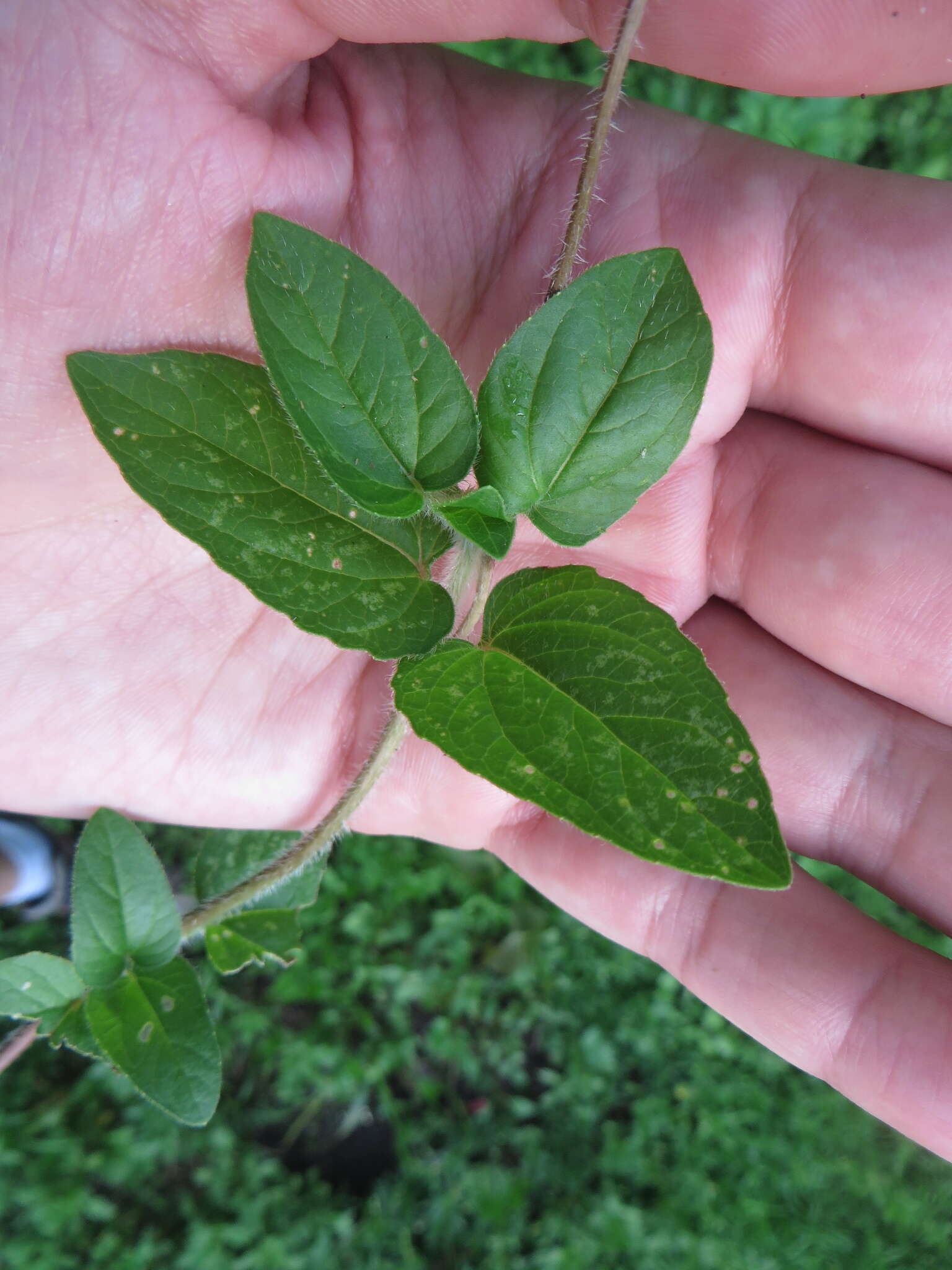 Image de Acmella pilosa R. K. Jansen