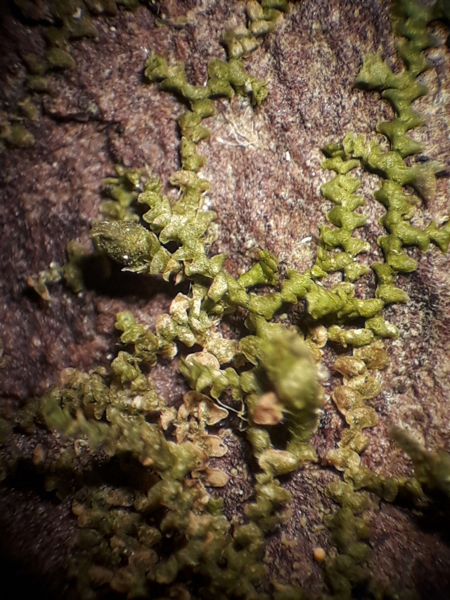 Image of Frullania pycnantha (Hook. fil. & Taylor) Gottsche, Lindenb. & Nees