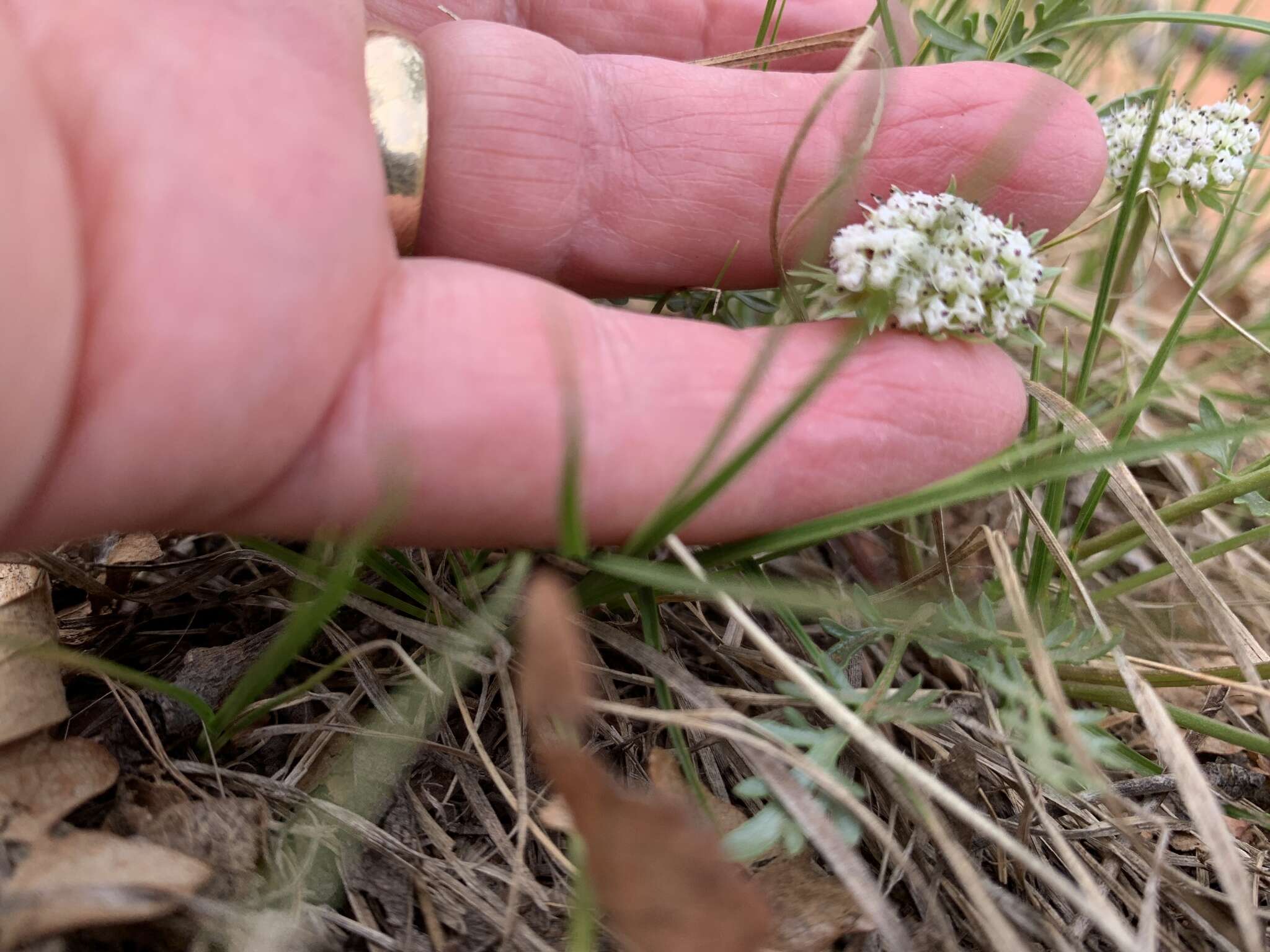 Image of plains springparsley