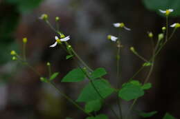 Image of Cossatot Mountain leafcup