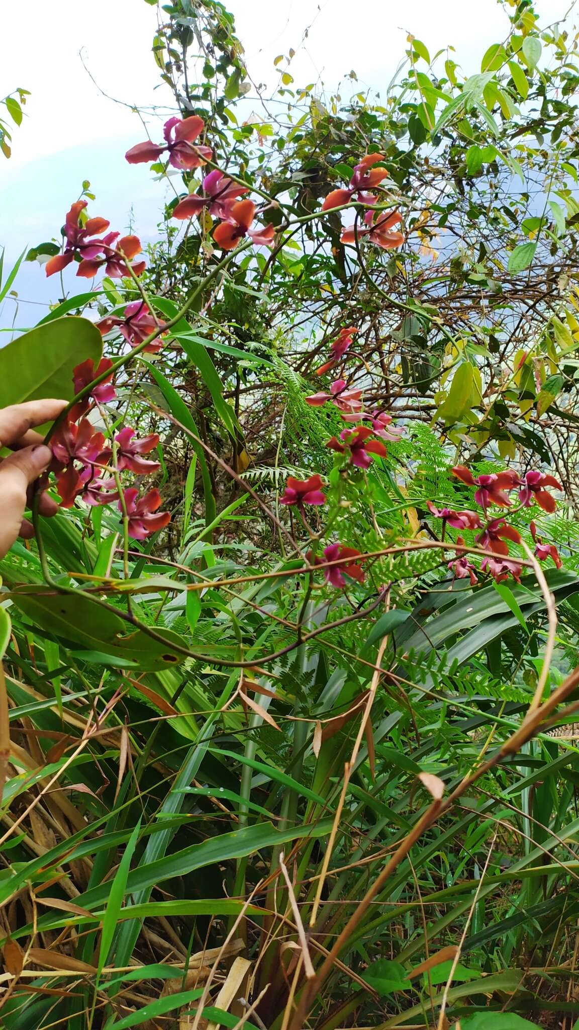 Image of Cyrtochilum orgyale (Rchb. fil. & Warsz.) Kraenzl.