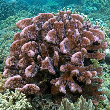 Image of Robust cactus coral