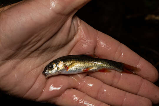 Image of Gamtoos redfin