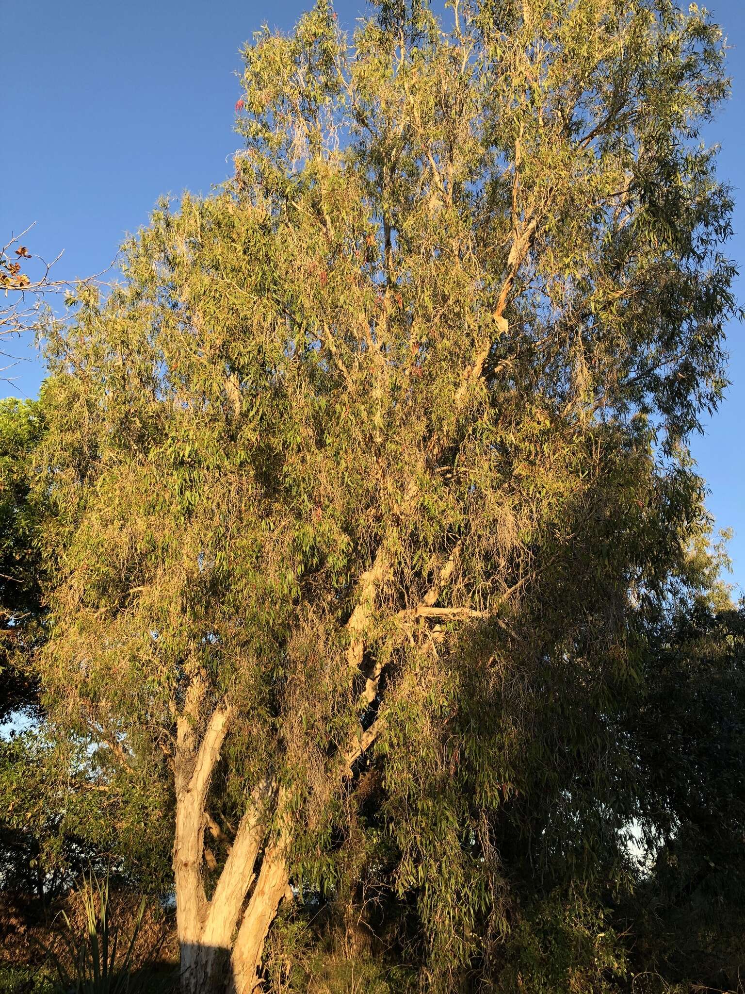 Image of Melaleuca leucadendra (L.) L.