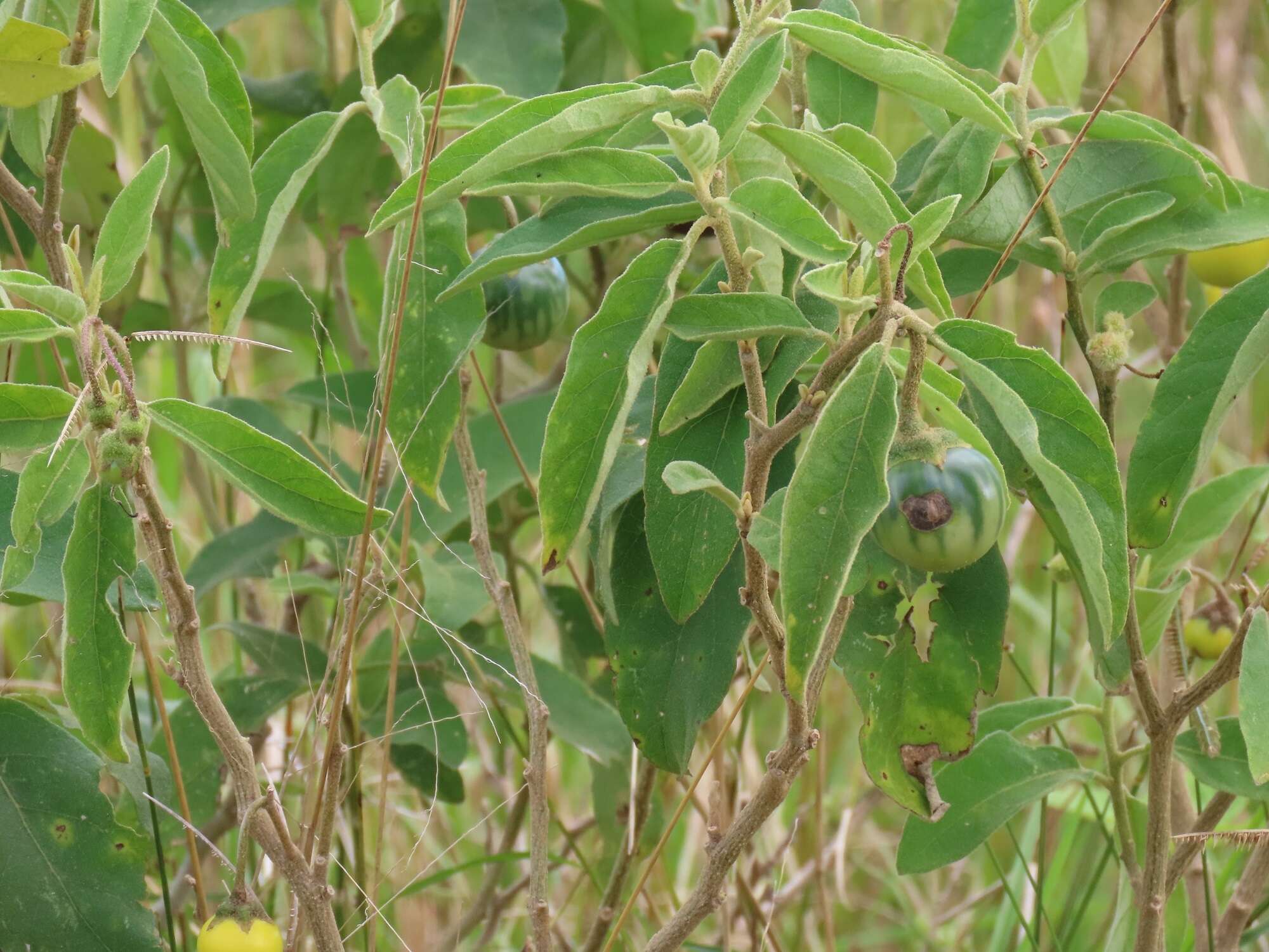 Image de Solanum campylacanthum Hochst. ex A. Rich.