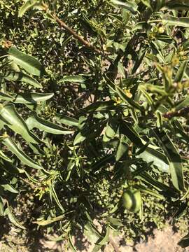 Image of Jatropha capensis (L. fil.) Sond.