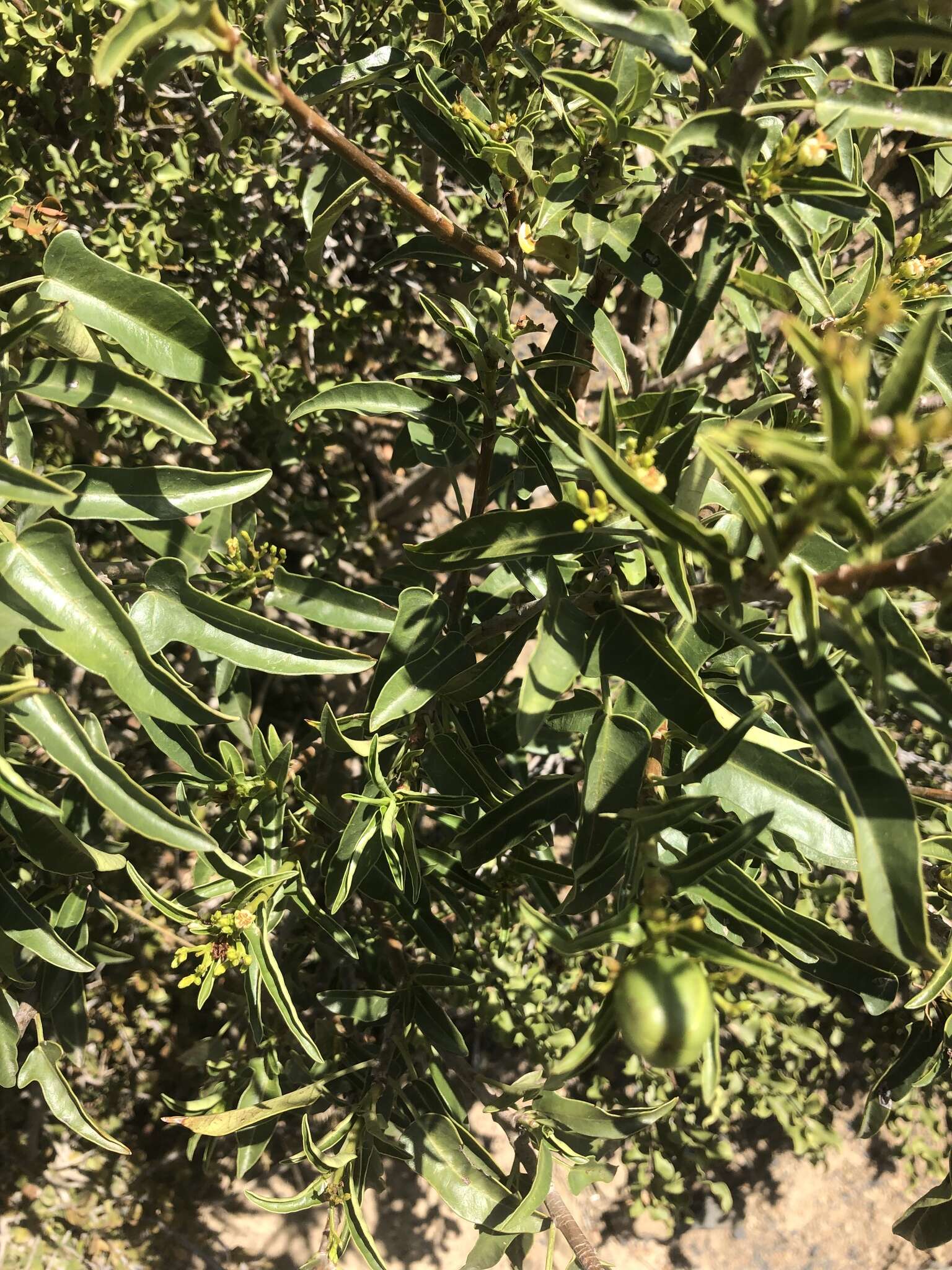 Image of Jatropha capensis (L. fil.) Sond.