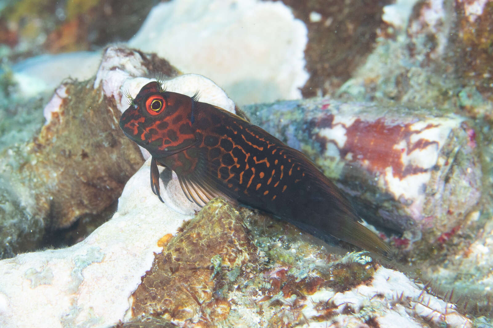 Image of Red-streaked Blenny