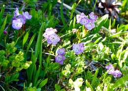 Image of Kalmia microphylla (Hook.) A. Heller