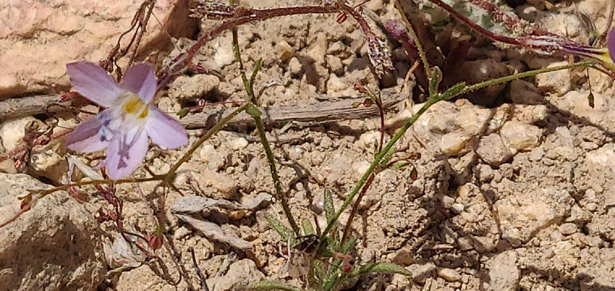 Image of fineflower gilia