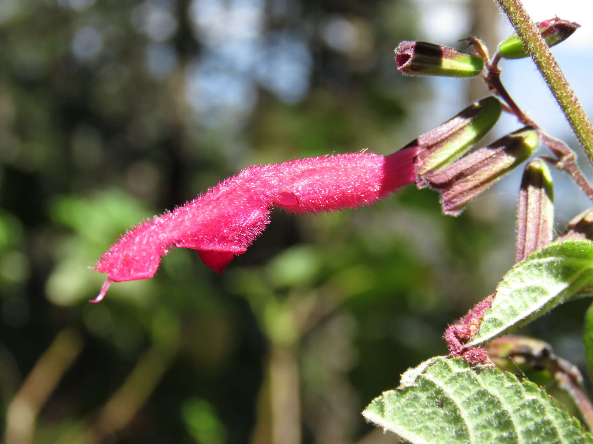 Image of Salvia nervata M. Martens & Galeotti