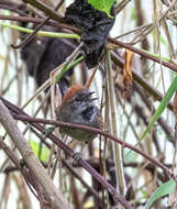 Image of Azara's Spinetail