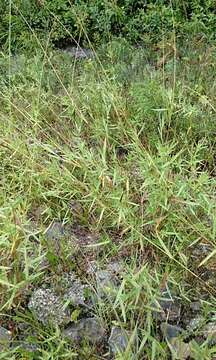 Image of Eaton's rosette grass