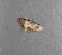 Image of Idaea trypheropa Meyrick 1889