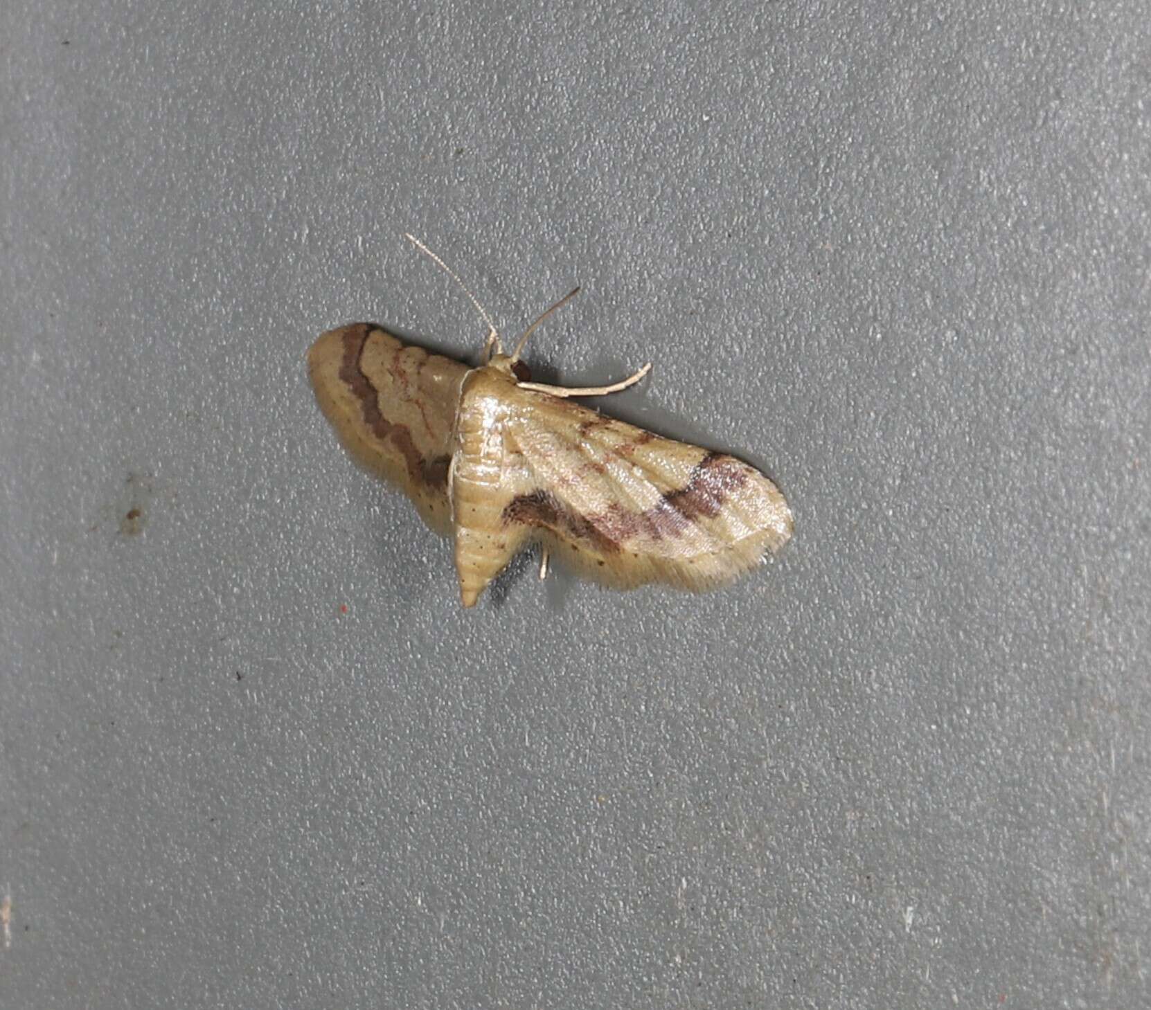 Image of Idaea trypheropa Meyrick 1889