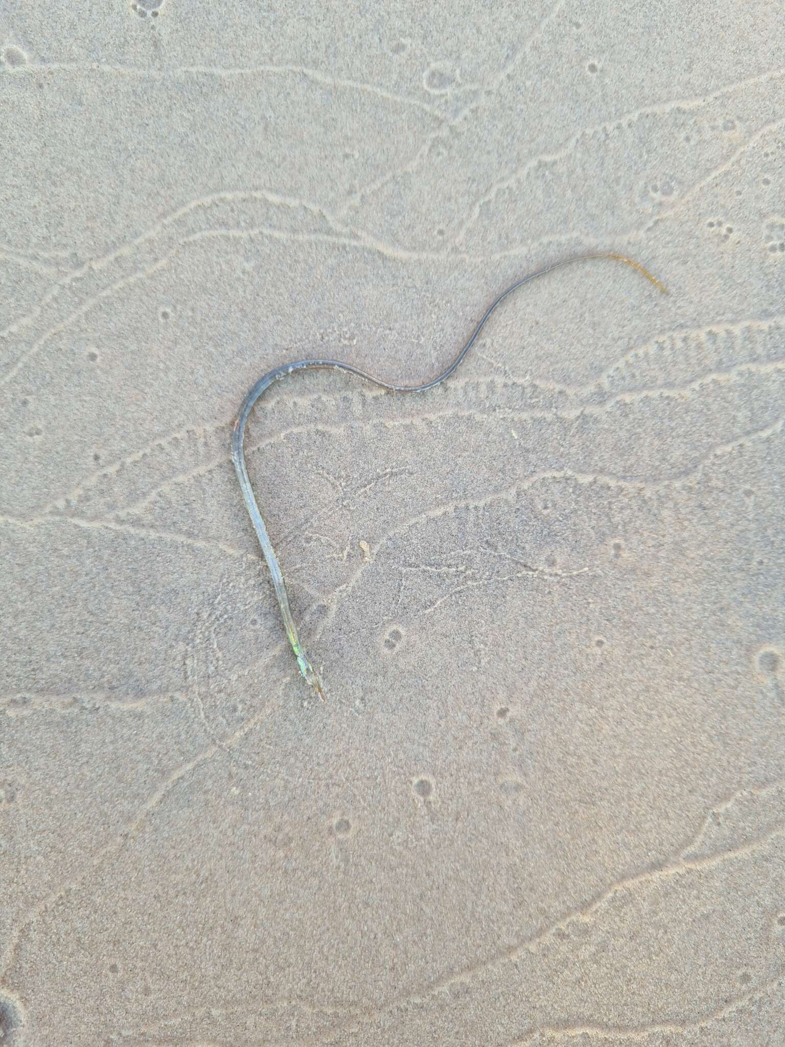 Image of Straightnose Pipefish