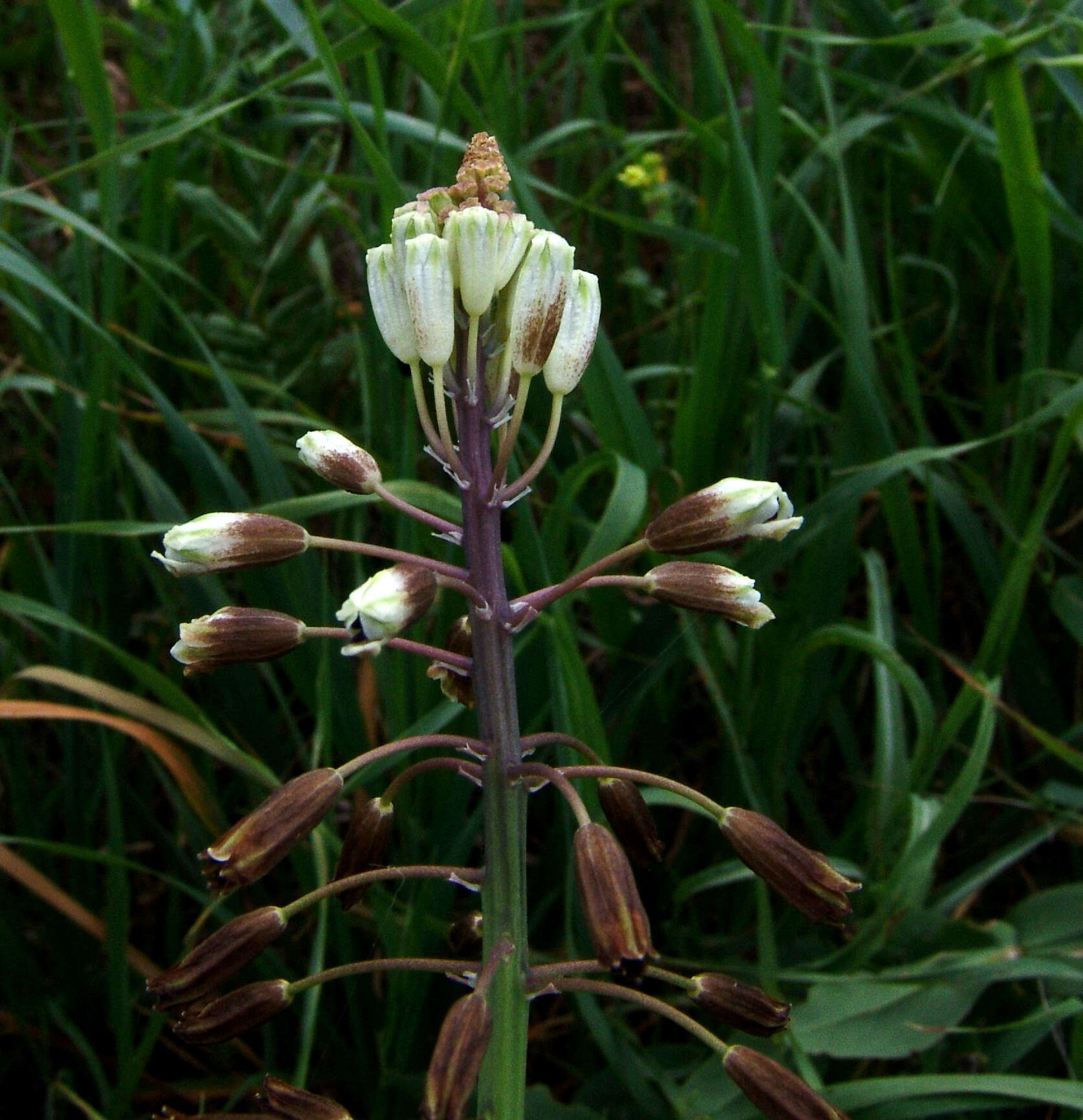 Image of Bellevalia warburgii Feinbrun