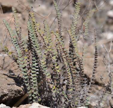 Image of hybrid cloakfern