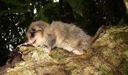 Image of Long-tailed Dormouse-phalanger