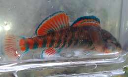 Image of Rainbow Darter