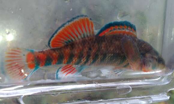 Image of Rainbow Darter