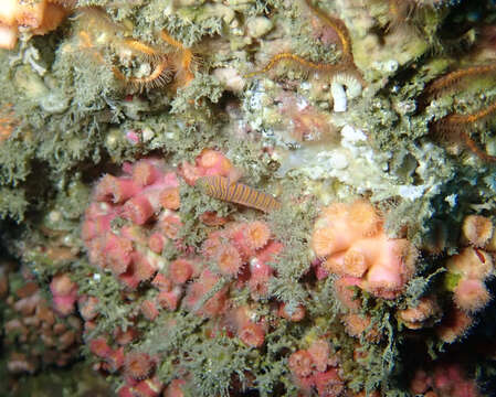 Image of Zebra goby