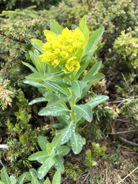 Image of Euphorbia austriaca A. Kern.