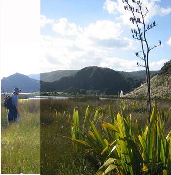 Image of New Zealand flax