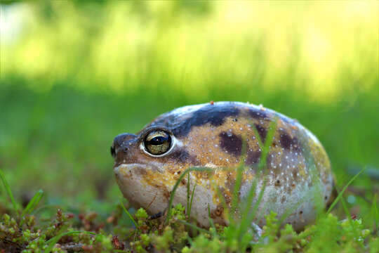 Image of Namaqua Rain Frog