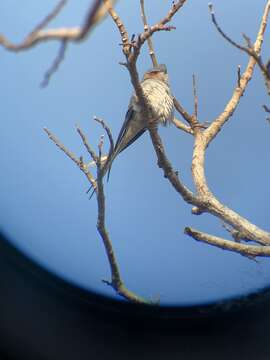 Image of Crested Treeswift