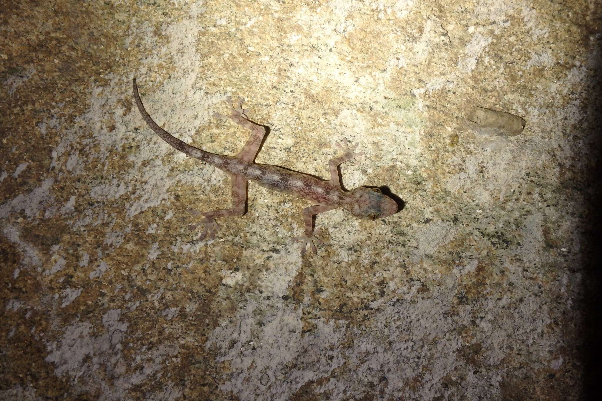 Image of Illingworth's Gecko